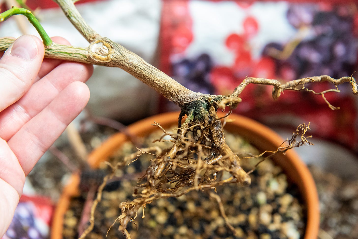 ID: Closer look at the thin, scraggly roots