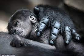 Gorilla in the fist: Newborn sleeps on mother's chest (where it's  definitely in safe hands) – Carmen Rivero Colina