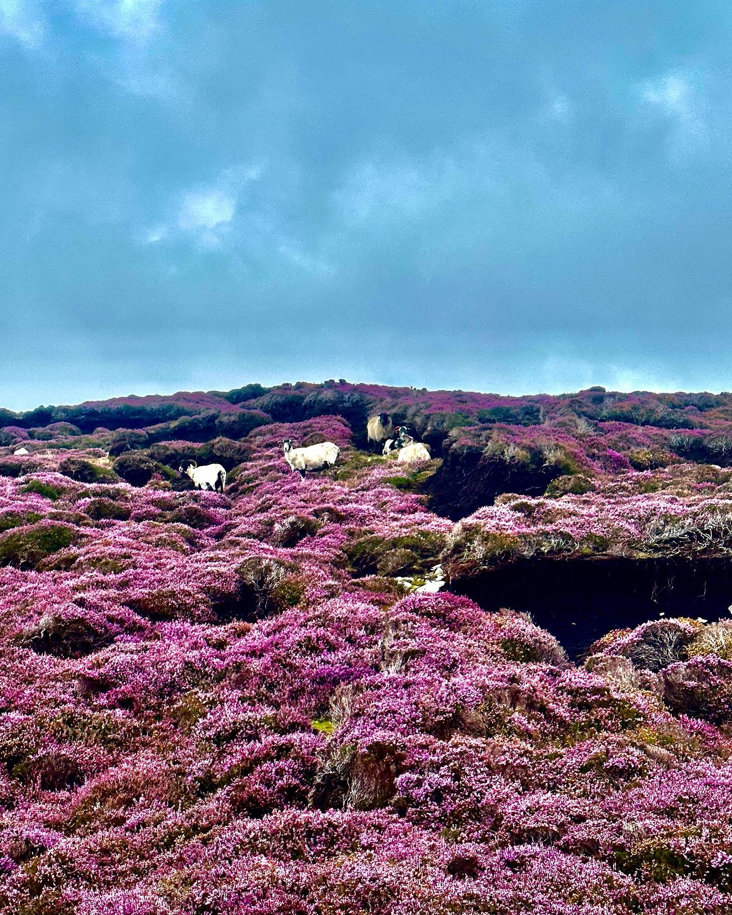 Mountain goats on a hill covered in pink and lavender blooms below a blue sky along Ireland's International Appalachian Trail