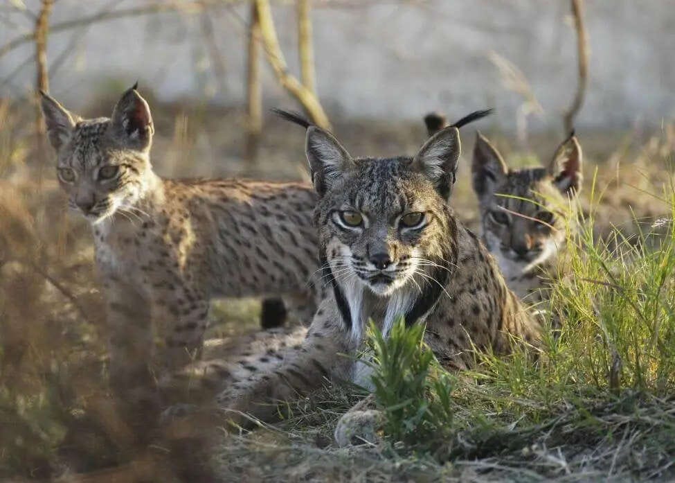 una madre de lince ibérico con sus dos cachorros, descansando