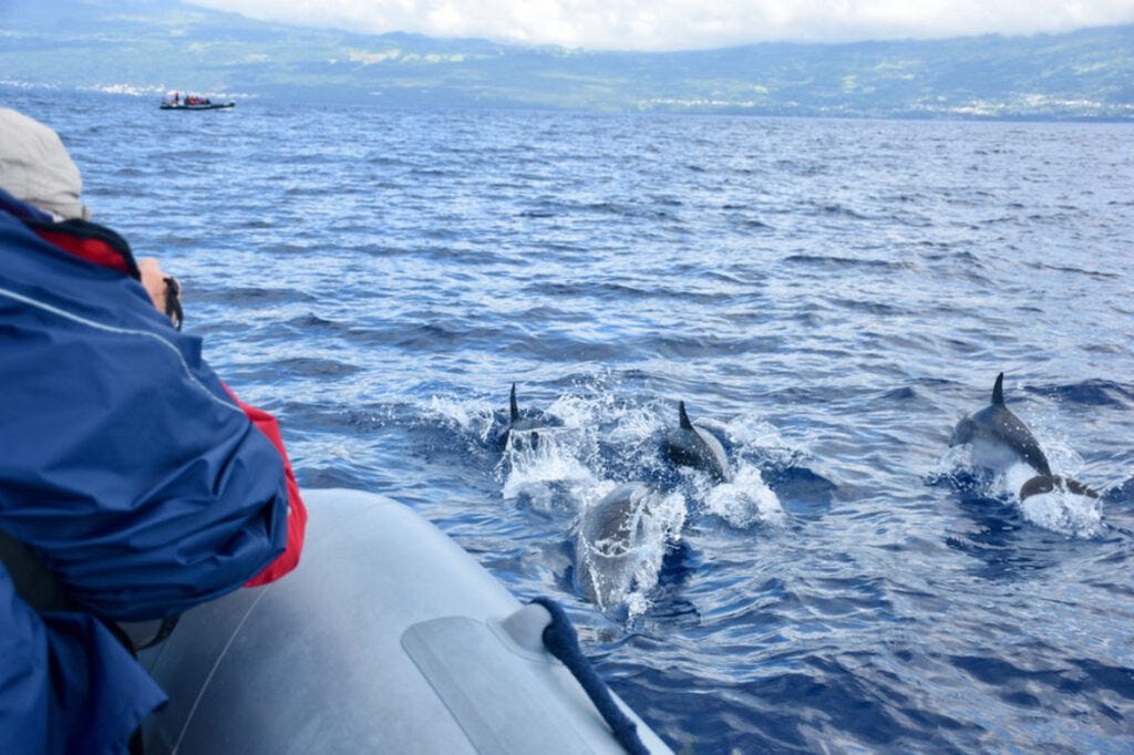 Dolphins seen on a whale watching tour from Ponta Delgada