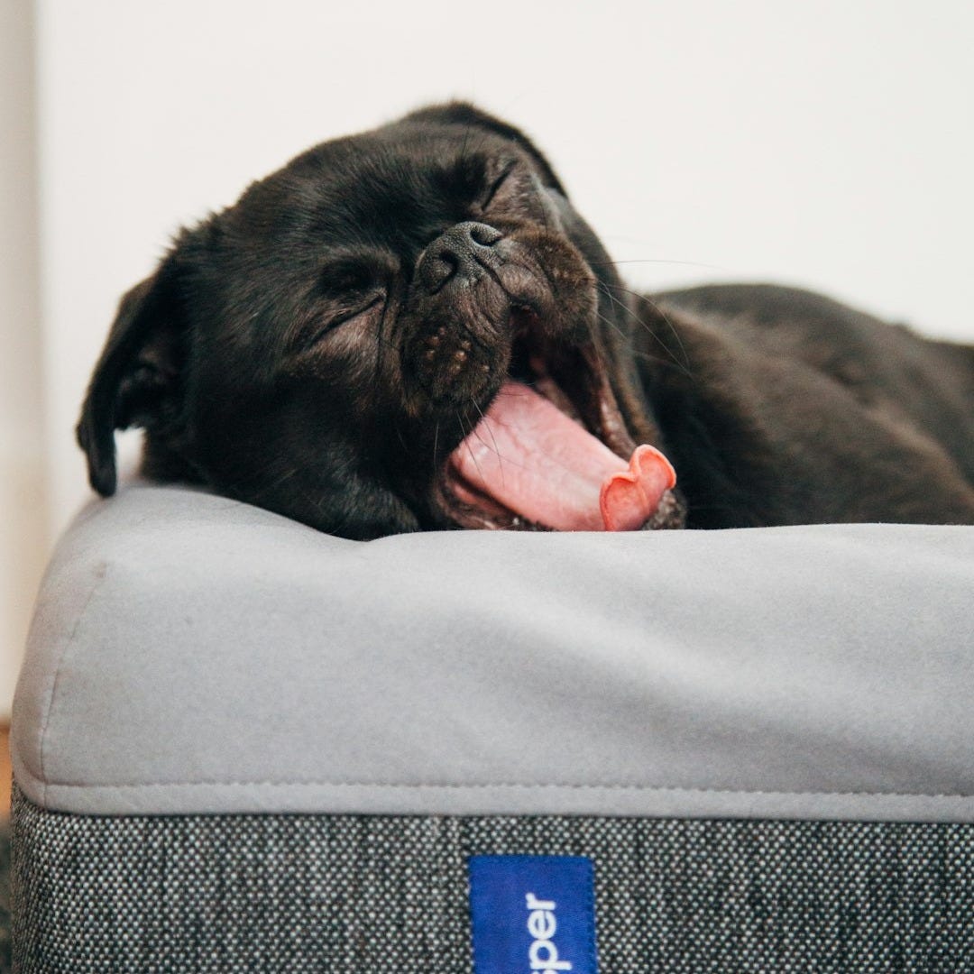 black pug yawning on Casper pet bed inside room black pug yawning on Casper pet bed inside room