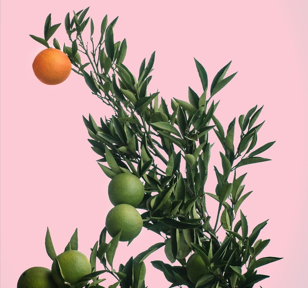 an orange is hanging from a tree branch