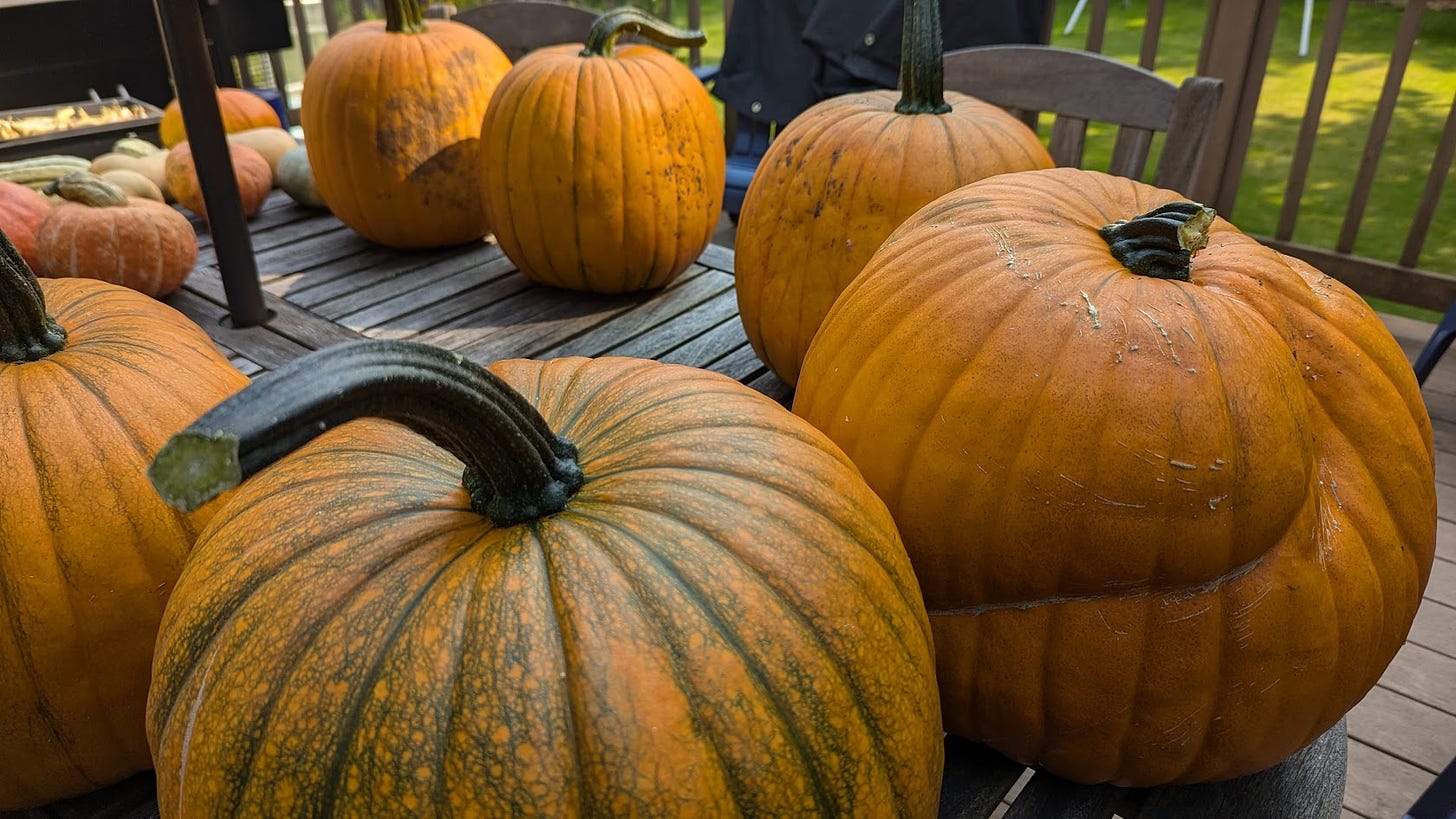 Five large orange pumpkins on a table