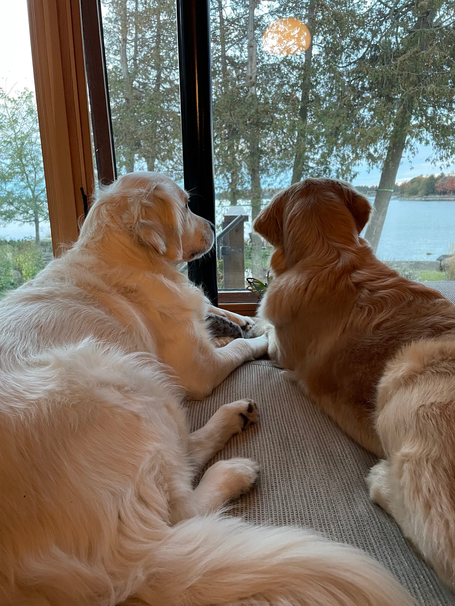 two golden retrievers looking at the lake