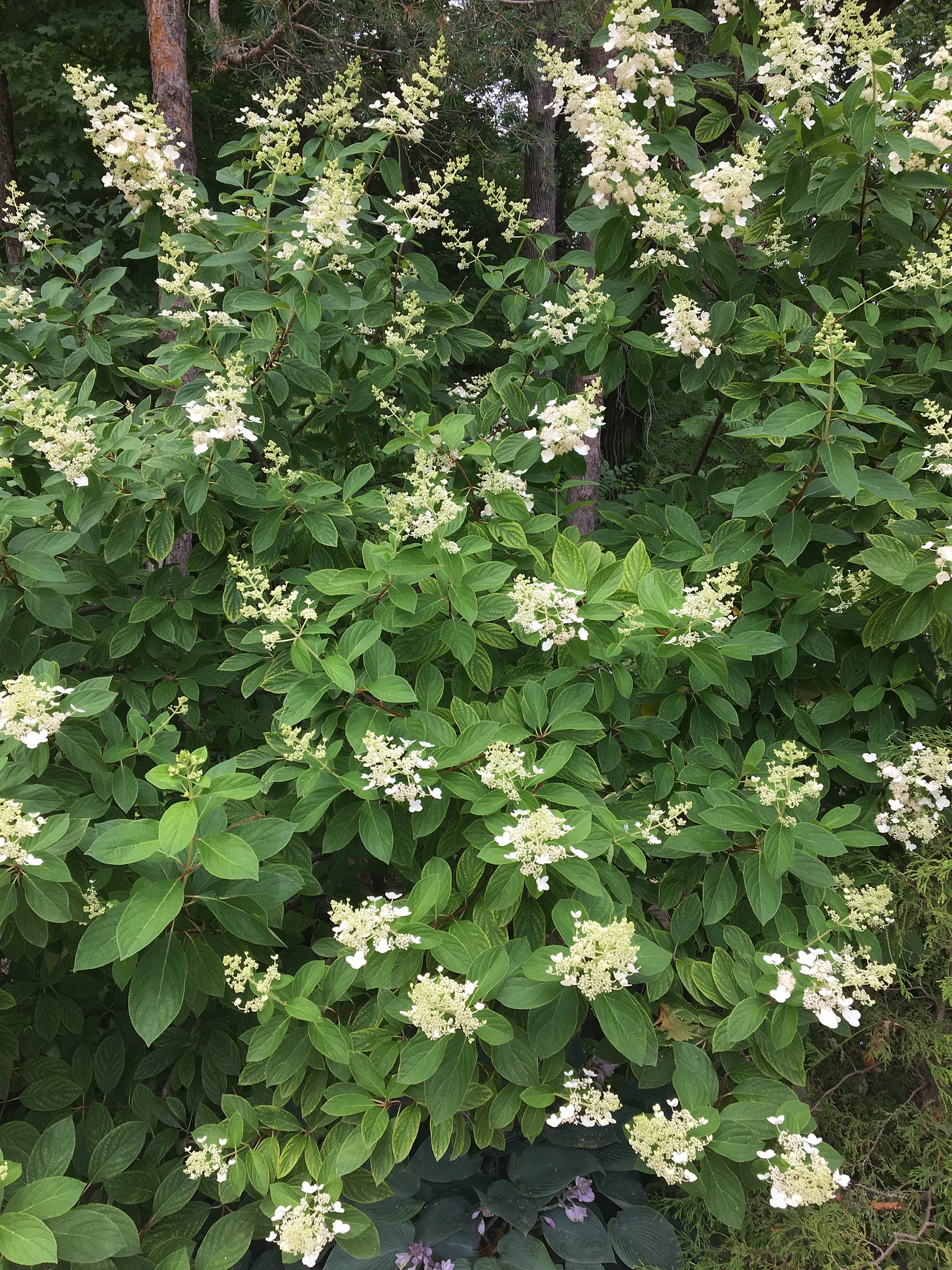 a green bush with little white flowers (wish I could identify what it is!)