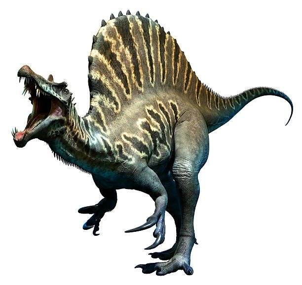 Spinosaurus Spinosaurus roaring spinosaurus stock pictures, royalty-free photos & images