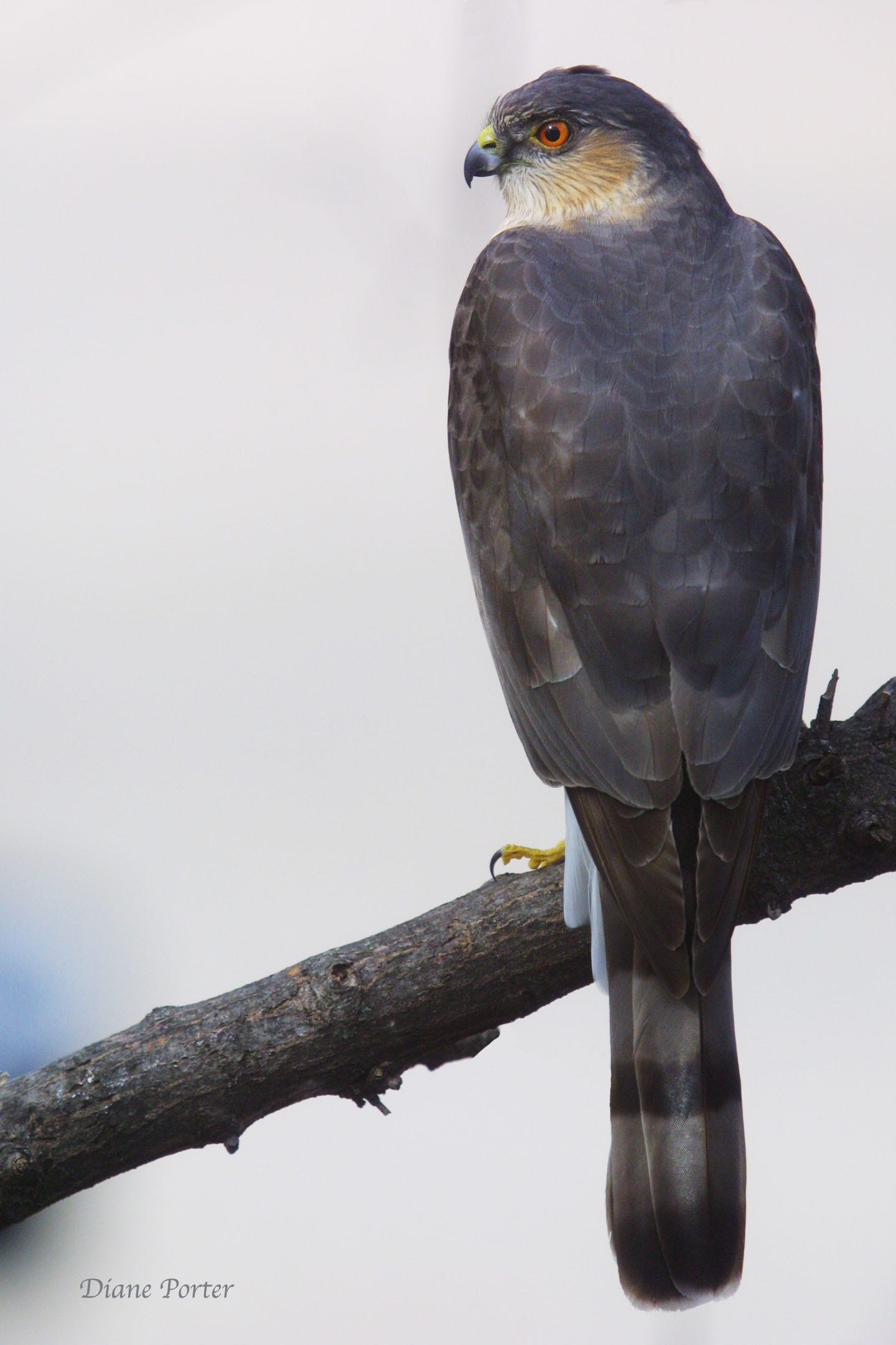 Adult Sharp-shinned Hawk from the back, with head in profile