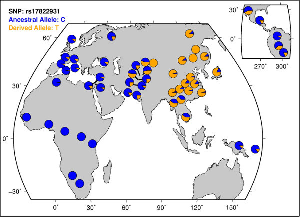 Distribution of rs17822931 from HGDP