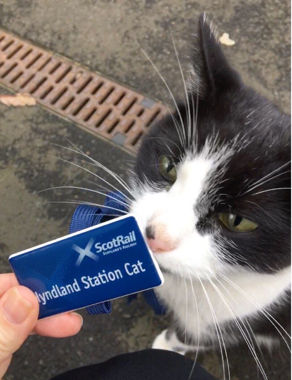 Hermes, the former Hyndland station cat