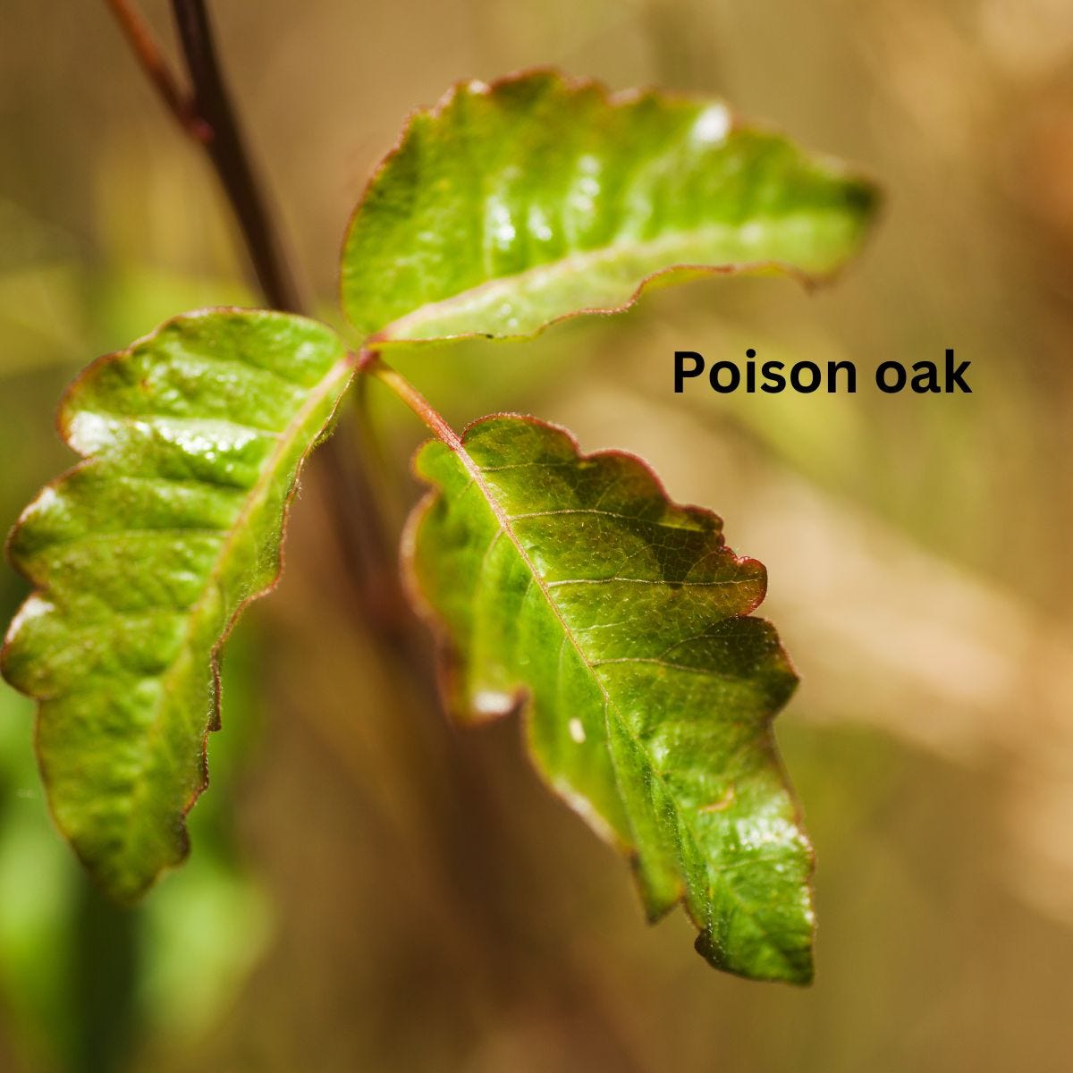 Poison Oak