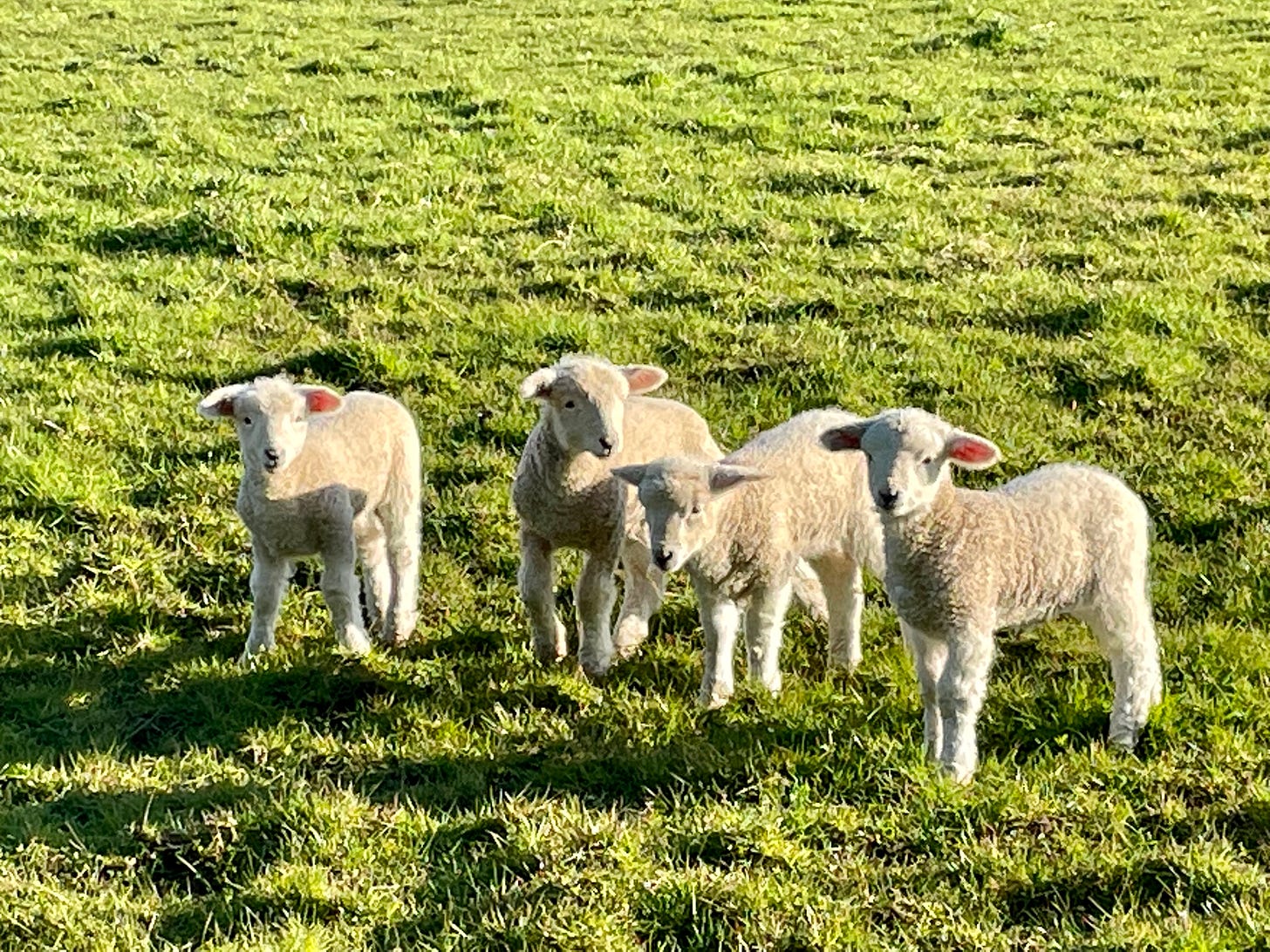 4 tiny lambs