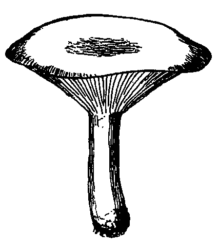 Transparent illustration of clitopilus prunulus aka the miller