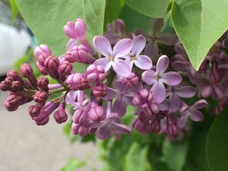 A close up of pinky purple lilacs, some as open blossoms, others still closed like little mauve-coloured hot cross buns. I wish I could publish their smell, which takes me back to childhood. A close up of pinky purple lilacs, some as open blossoms, others still closed like little mauve-coloured hot cross buns. I wish I could publish their smell, which takes me back to childhood.