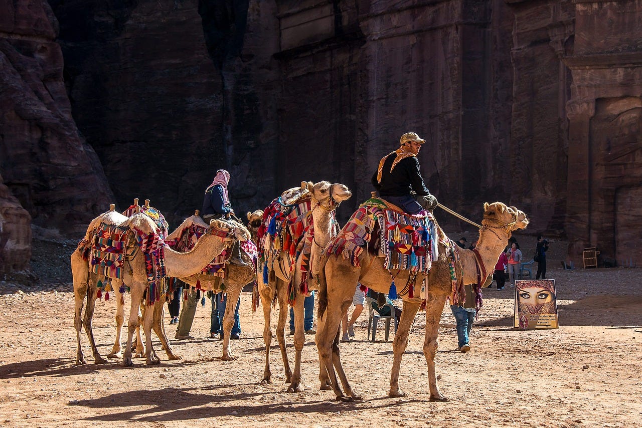 Camels with colourful saddles. Two have riders.