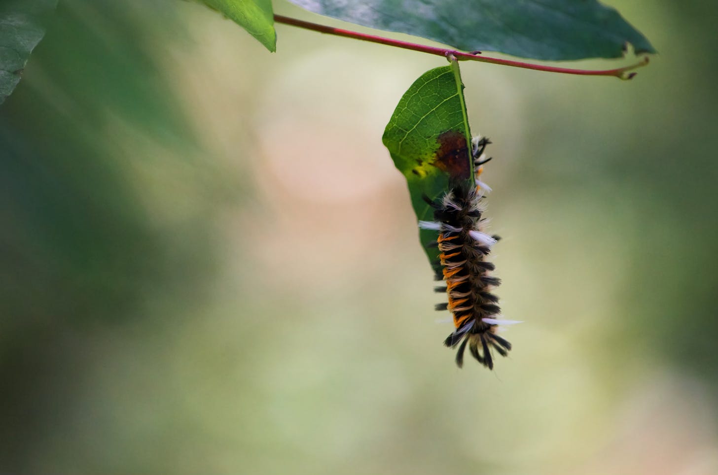 Milkweed Tussock (Tiger Moth) caterpillars feeding on a dogbane leaf.