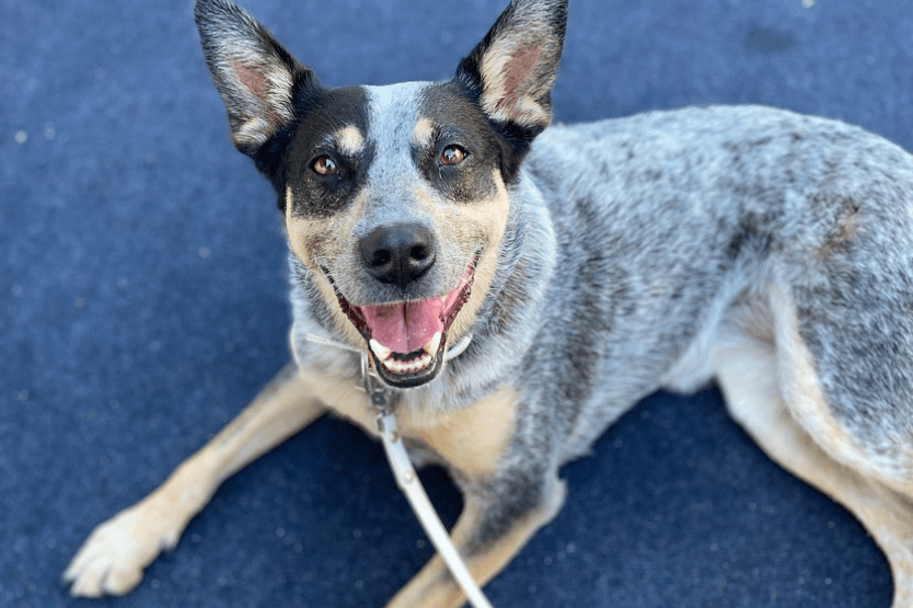 Scout the blue heeler lies on the blue-gray surface of a coffee shop patio, looking at the camera with a pant that resembles a human smile