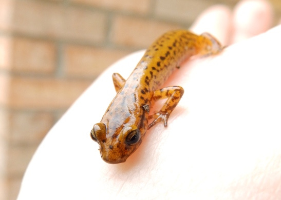 Salamander