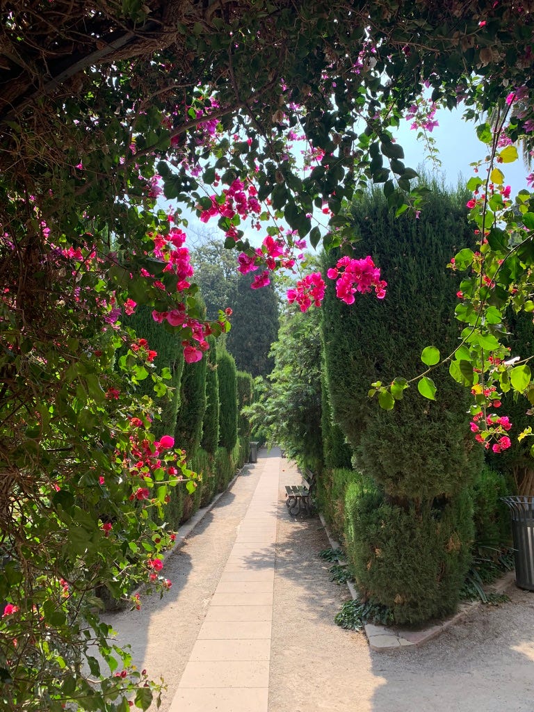 more pathways, and taller hedges and cypress, with bright bougainvillea blooming in the foreground