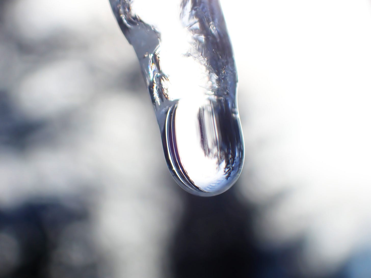 One long droplet extends from the tip of a melting icicle, reflecting an upside-down image of evergreen forest.