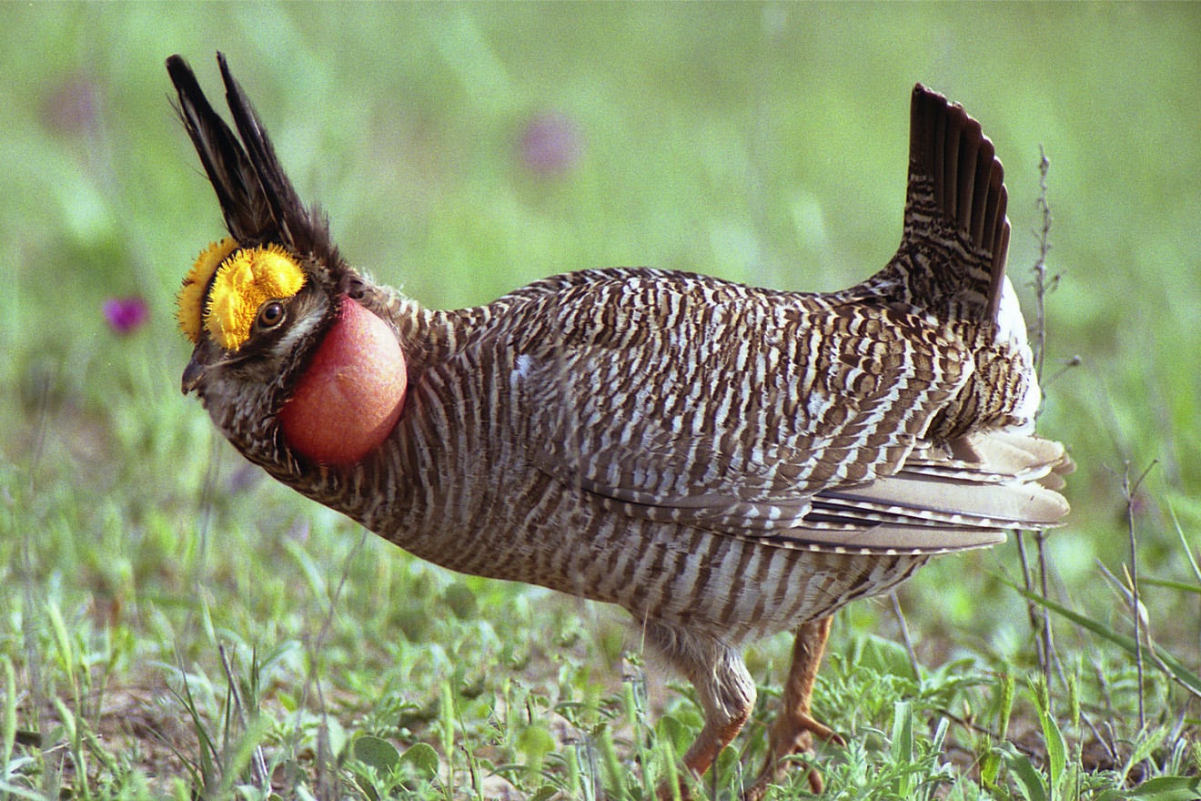 USFWS seeks public comment on Lesser Prairie-Chicken Habitat ...