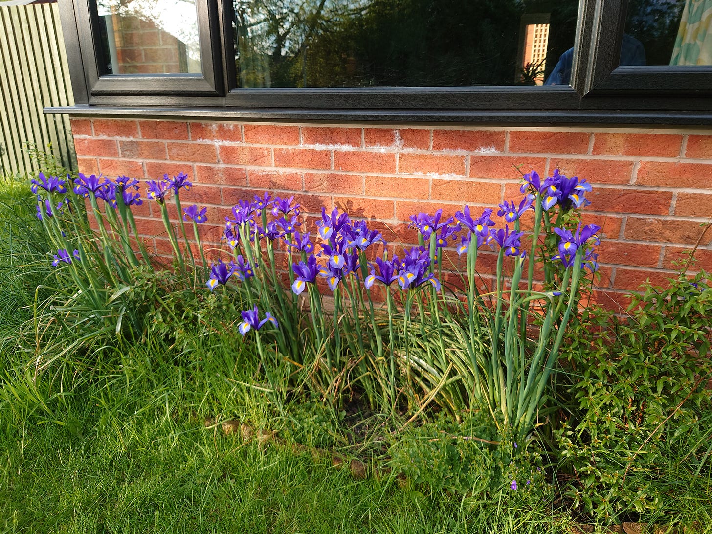 Photo of front flowerbed at peak of purple iris blooms