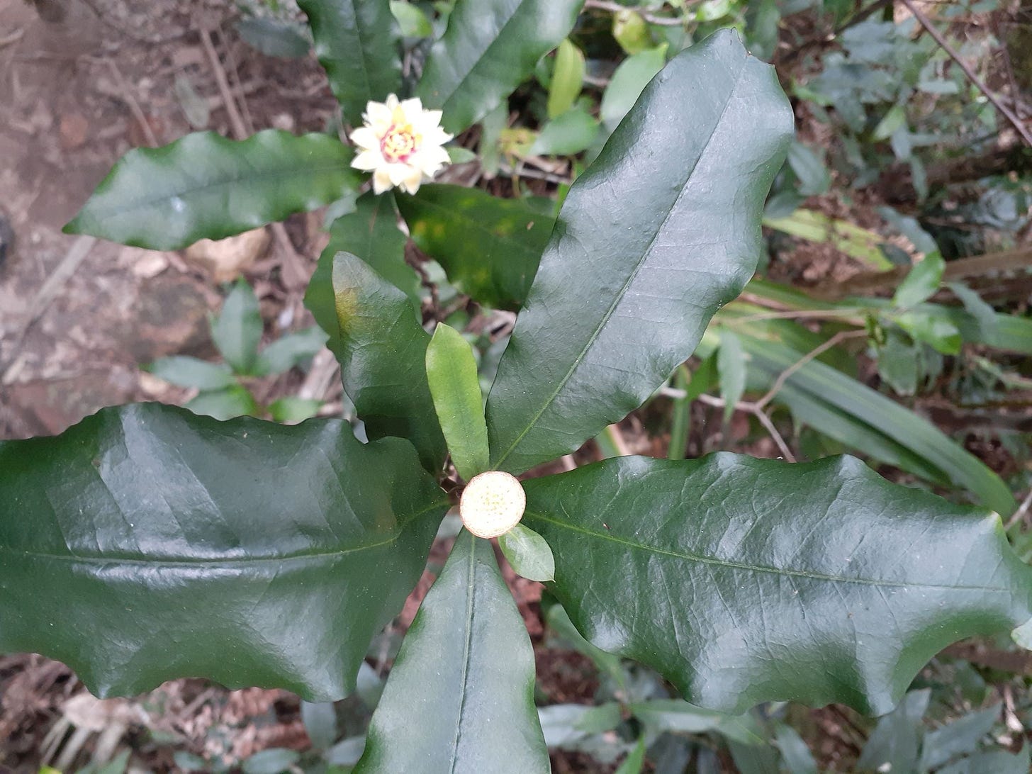 Eupomatia bennettii [small bolwarra - flowers and foliage - ATLAS].jpeg