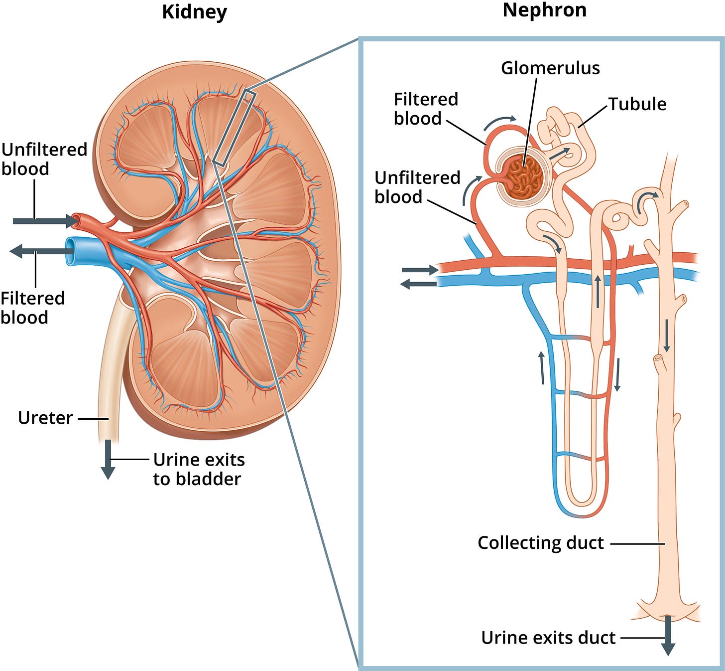 Kidney and nephron - Labeled - Media Asset - NIDDK