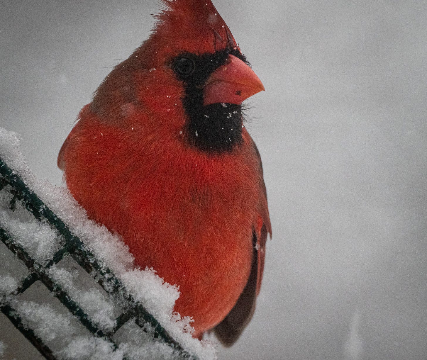 Northern Cardinal