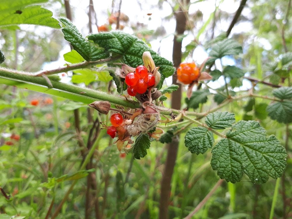 Rubus [Fruit rsz].jpg