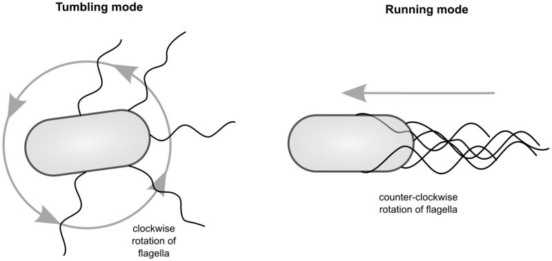 File:Tumbling and running modes associated with Escherichia coli and Salmonella typhimurium.png
