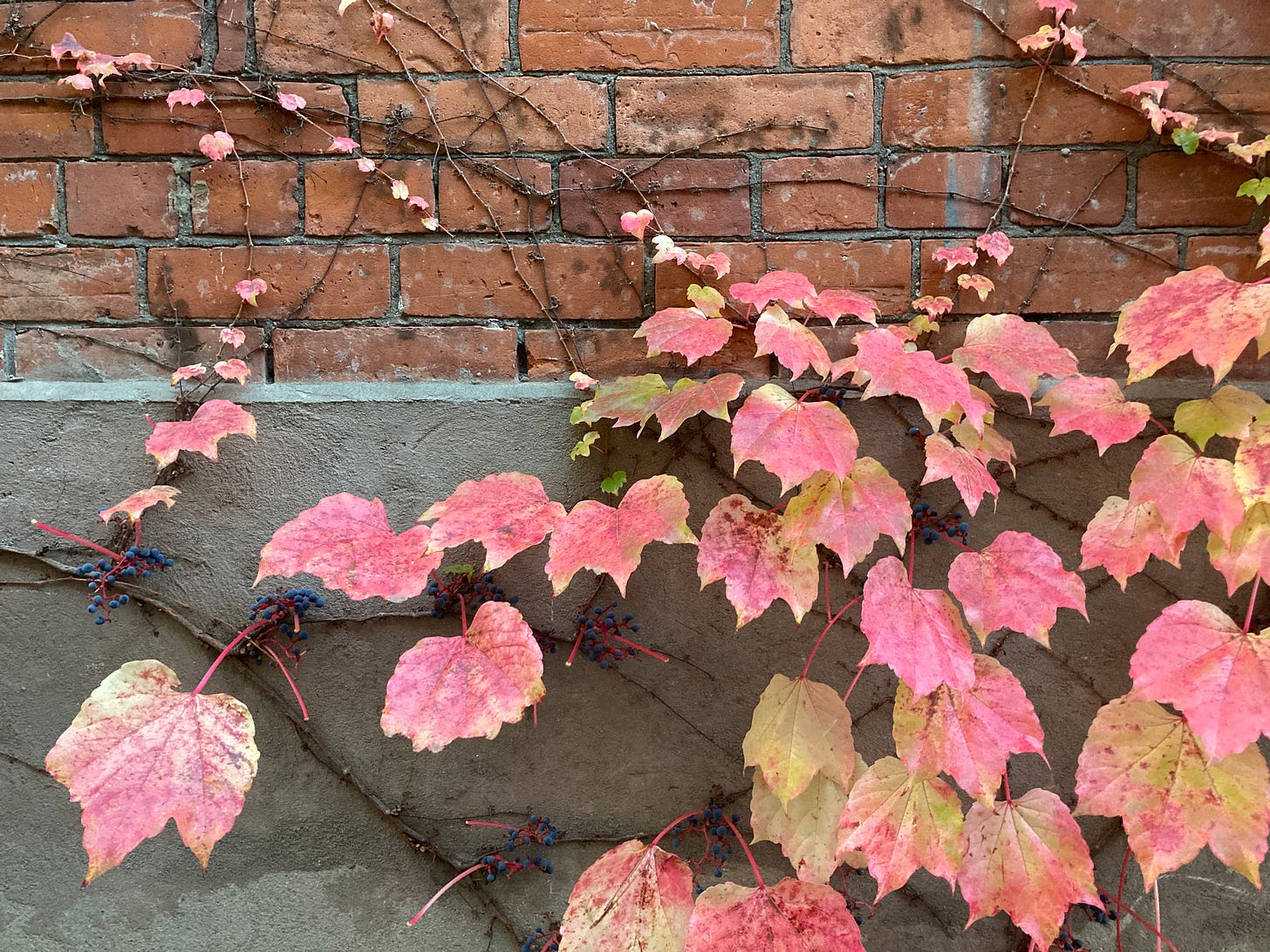 The side of brick building with boston ivy leaves (in ombre reds and yellows). In some places, the leaves have fallen off revealing brown vines and clusters of small blue berries.