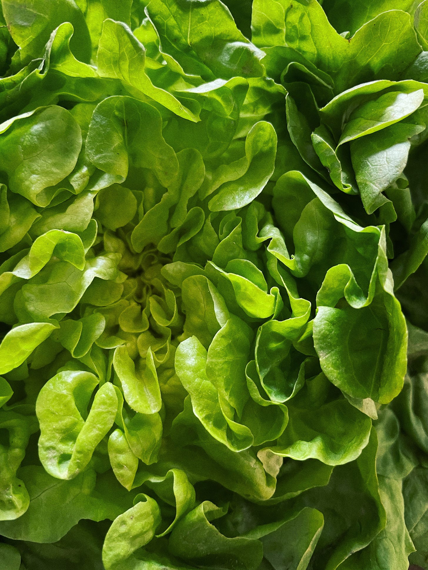 Close up of a green lettuce