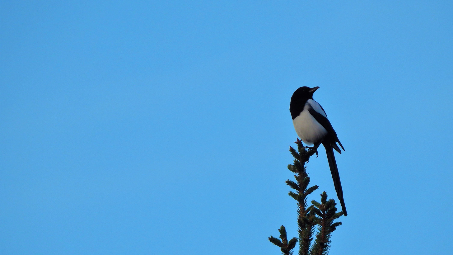 Um pássaro sentado em uma árvore.