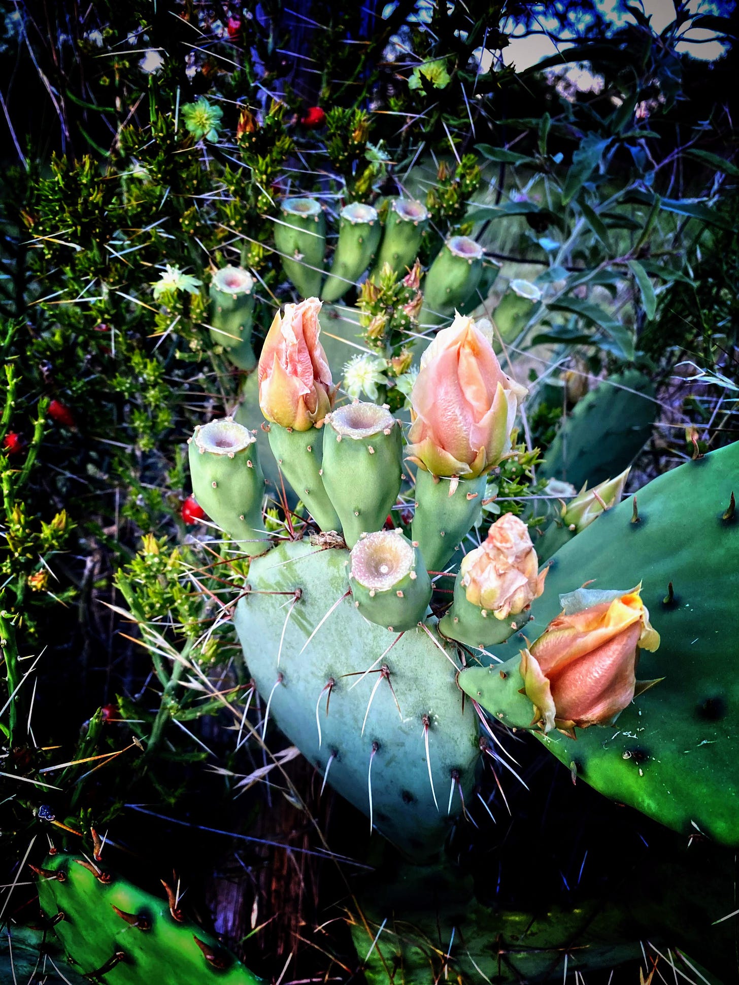 Blooming prickly pear cactus