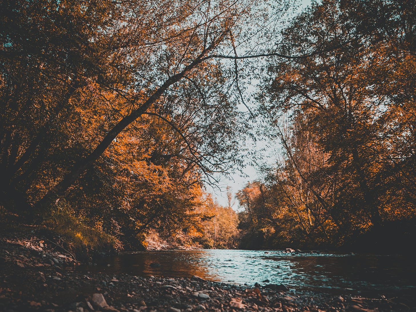 Autumn trees by the lake