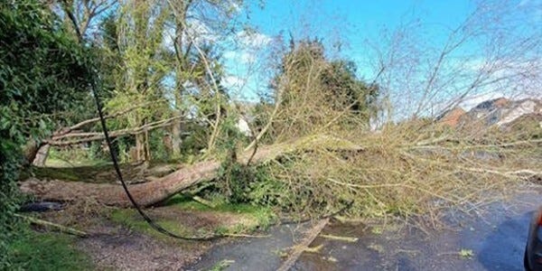 Large tree fallen across road in Bradfield