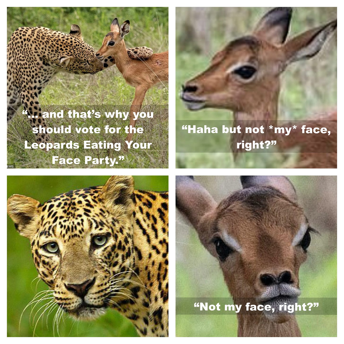 four panels, the first with a leopard putting its arm around a small deer. "That's why you should always vote for the leopards eating my face party. Second panel, the deer says "haha but not MY face, right" Third panel, closeup of the leopard's face. Fourth panel, closeup of the deer's face saying "not MY face, right?"