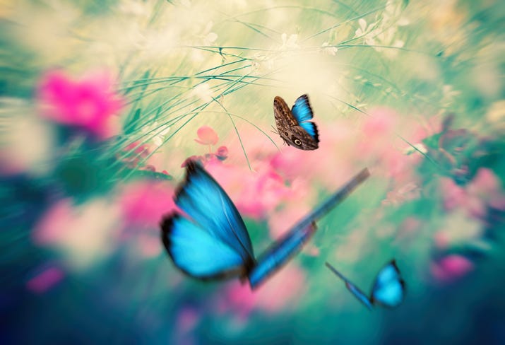 Two blue butterflies.