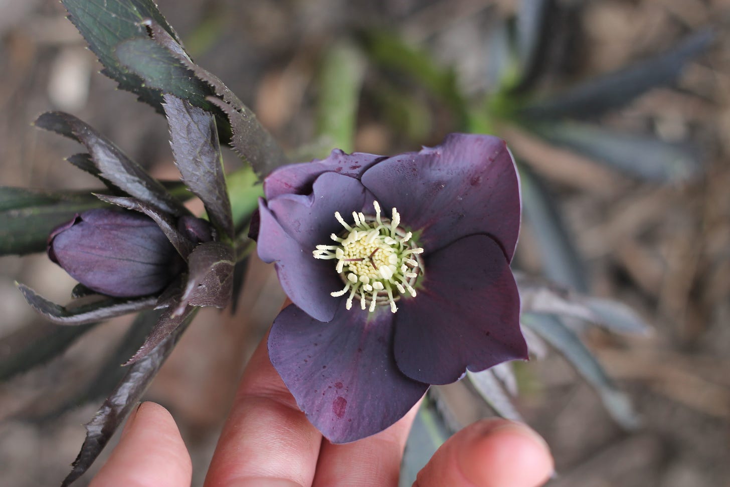 A hand holds up a dark purple flower head with six petals and dark leaves