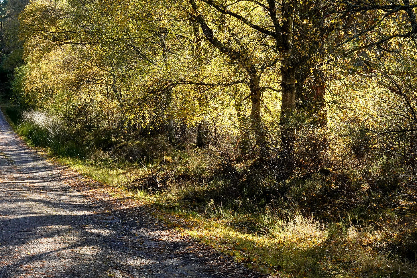 Yellowing birch trees backlit by the sun cast shadows along the lane