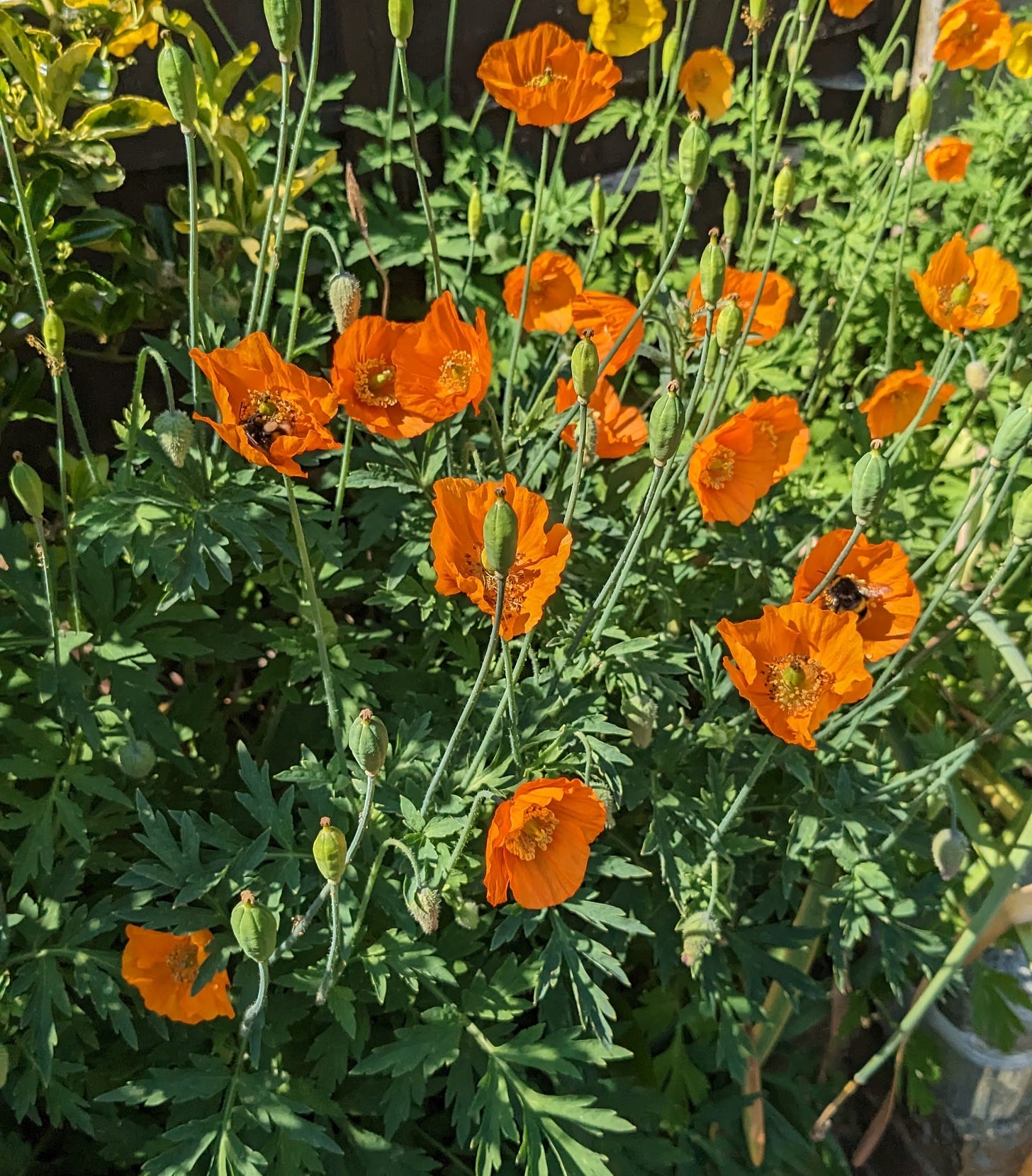 bees in poppies