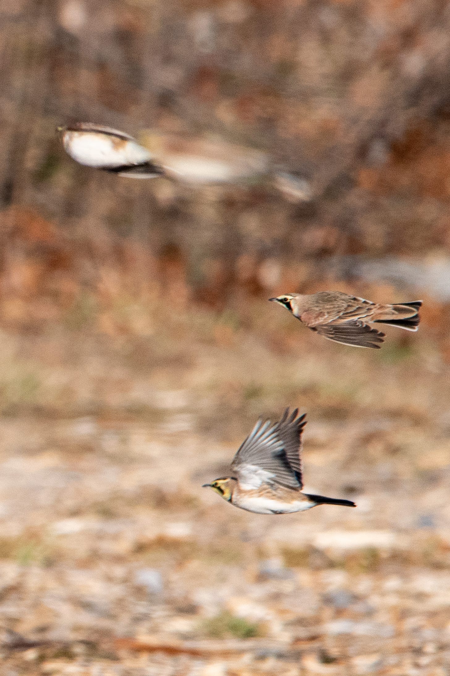 Three (or four?) horned larks in flight