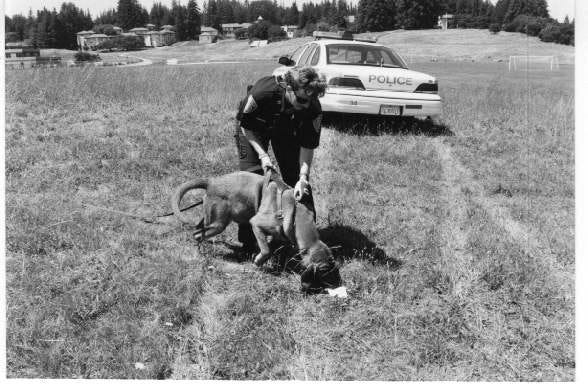 Police officer with bloodhound taking scent on a scent article with police car in background