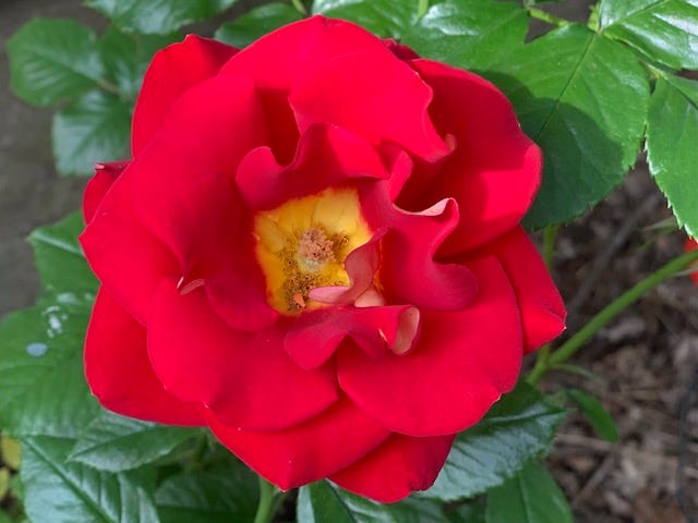 image of a red rose with a bright yellow center