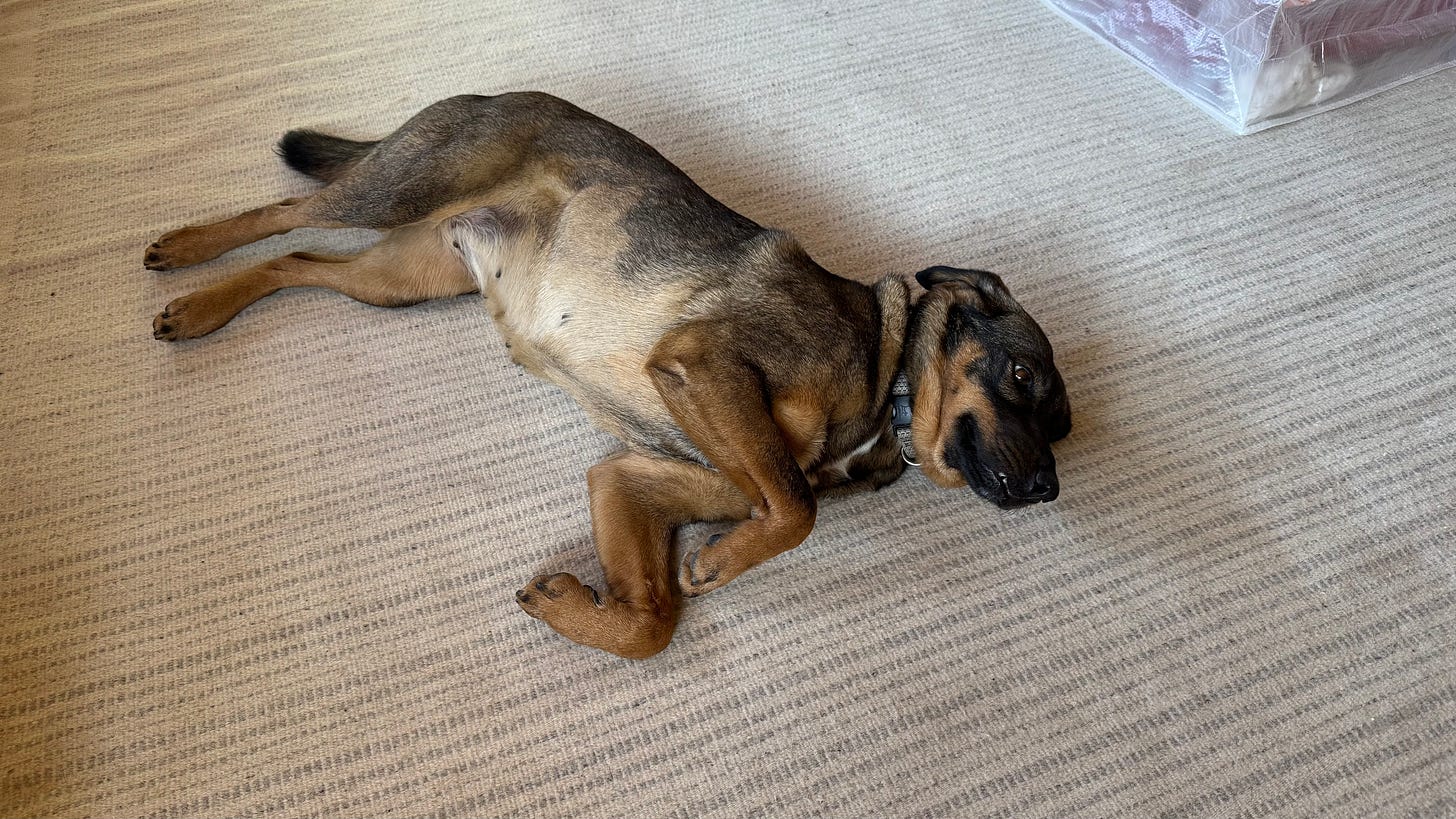 Our dog Tigre laying on the ground.