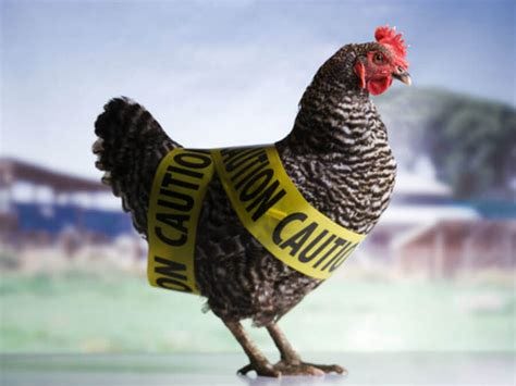 Bird Flu Symptoms / 170,000 birds culled in Lancaster poultry farm on avian ... - Bird flu (also ...