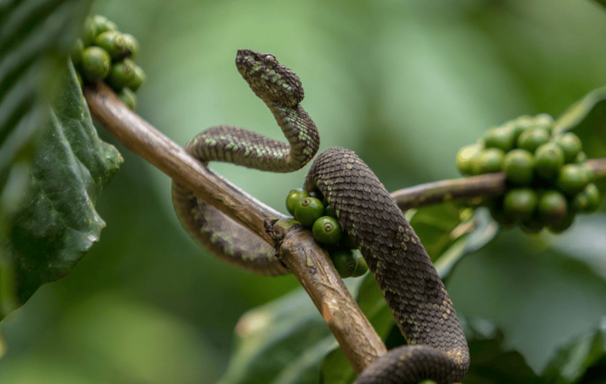 A snake on a branch

Description automatically generated