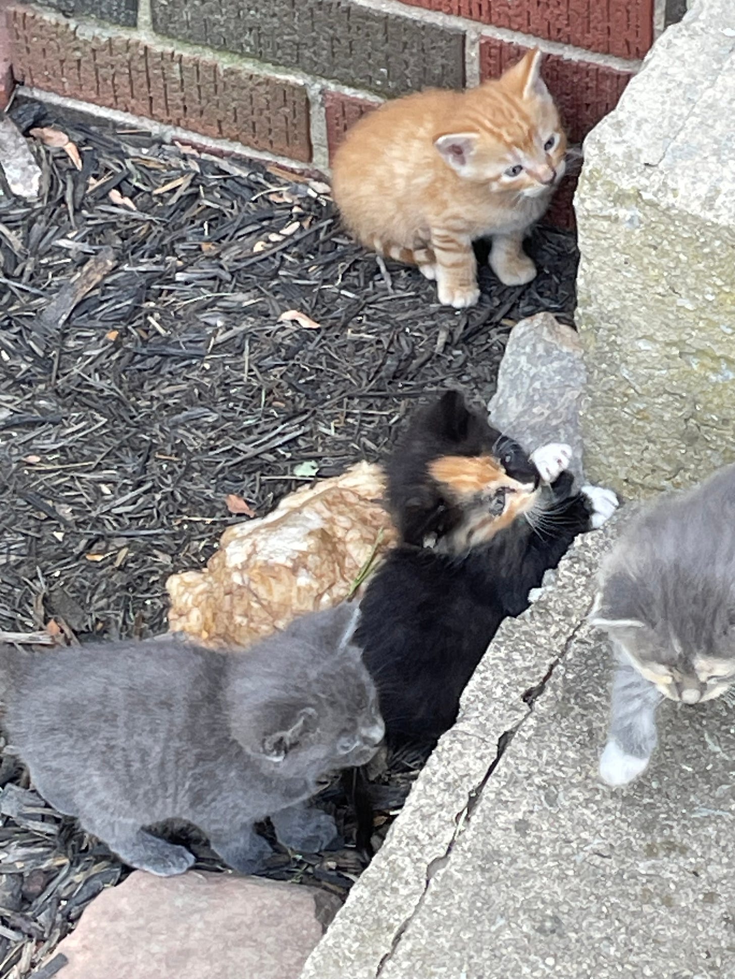 Four tiny kittens