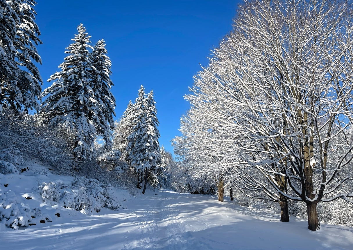 A path in a forest, high pine trees on the left and leafless branches of other trees on the right, all covered in snow against a blue sky. The video is a compilation of similar pictures